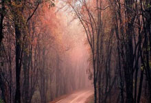 [澳网]女单第2轮：西格蒙德VS郑钦文 集锦.